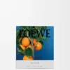 Bougie moyenne Fleur d’oranger Mandarine vive Bougie moyenne Fleur d’oranger Mandarine vive